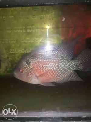 Flowerhorn fish male (Chinese dragon)