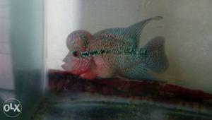 Flowerhorn with full hump and marking