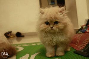 Fluffy furball Persian, active and healthy