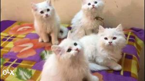 Four White Persian Cats