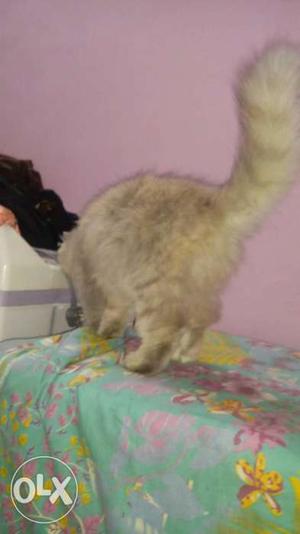 Friendly female persian cat it is a baby of 8