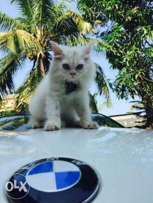 Friendly persian kitten pure white..sale