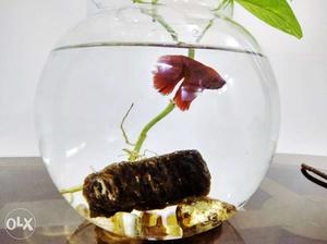 Full Red Half-moon Beta fish with bowl pot