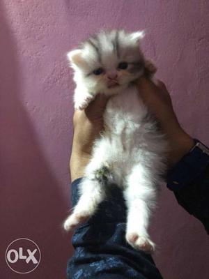 Full punch male persian kitten for sale 