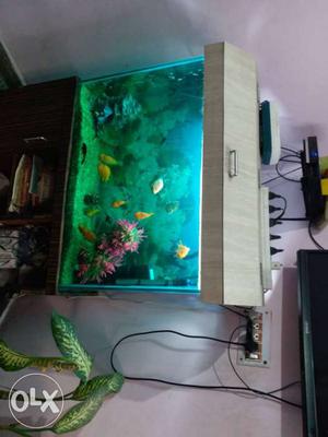 Fully workind aquarium with fishes, air pump,