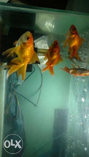 Gold Fish 50 per pair for medium size. 40 for