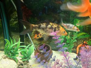 Golden black carp fish pair. health and active
