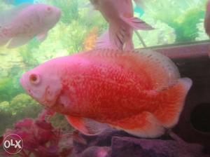 Good colour red albino oscar 250