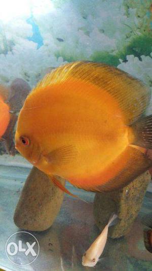 Goods quality Discus fishes for sale