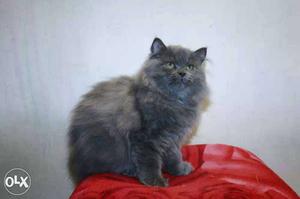 Gray Dol face kitten with pure bred line