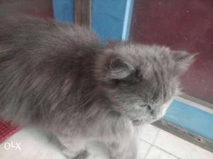 Grey Persian cat 2 yr old (pregnant)