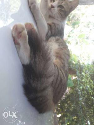 Grey Tubby russian Cat?silky hair,