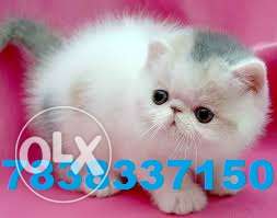 I want 2 sell my Parsian Cat 6 mnths old female male in One