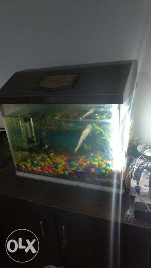 I want to sell my aquarium 2FT by 1.5 FT, with