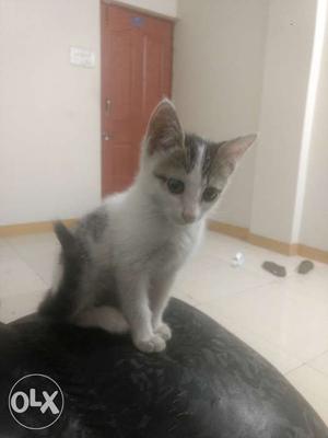 I want to sell my cute cat for just rs. Cat