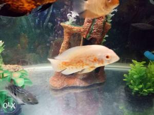 I want to sell two albino oscar of medium size