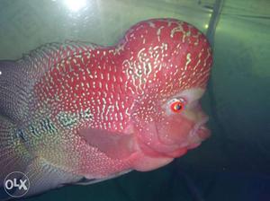 Important flower horn fish high quality breed