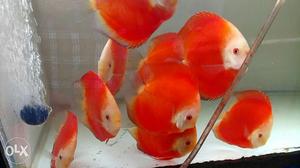 Imported Discus, Mark Tan Malaysia..8 stains..
