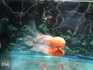 Imported Flowerhorn Super Red Dragon 7 inch