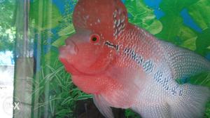 Imported flower horn fish