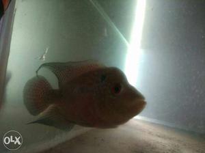 Imported flowerhorn