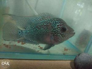 Kamfa flowerhorn with high texture on body with head popped