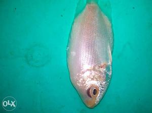 Kissing gourami fish available for wholesale and RETAIL