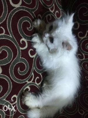 Long Fur Persian White Kitten Female