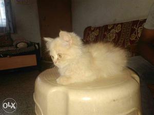 Long-coated Brown persian Tabby Kitten