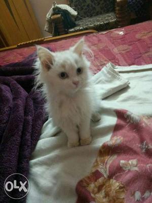 Lovely Persian cats available for sale