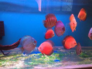 Malaysian Discus For Sell