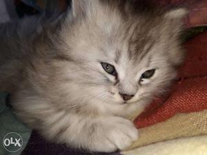 Male Persian cat only 1 and half