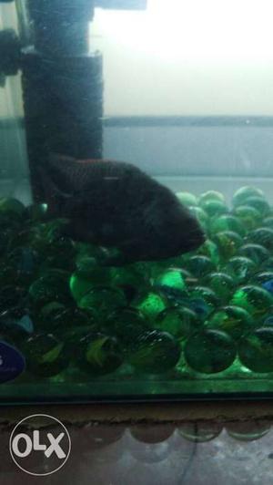 Male flowerhorn active baby