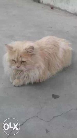 Male persian cat 9 months 0ld for mating only