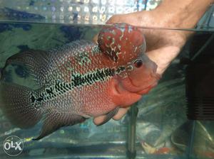 Megma flowerhorn fish koky male with pearls