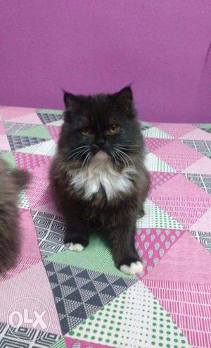Not for sale this is for mating pure white male Persian cat