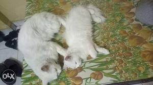 Odd eye White Persian Cats male