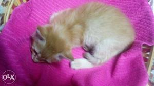 Orange Tabby Kitten cross breed