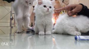 P kitten snow white colour available in delhi