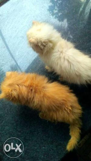Pair semi punch kittens available male nd female