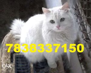 Parsian Cat pure breed 7 months double coat in for sell One