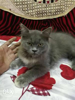 Persian 3 months grey doll face toilet trained