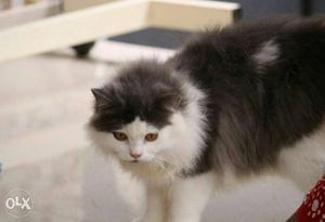 Persian Cat Black And White