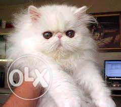 Persian Cat Kiten heavy bone for sell