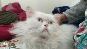 Persian Cat Only for Matting not for sale