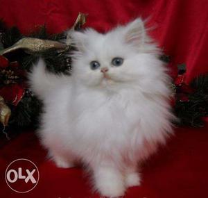 Persian Cat kiten male and female for sell