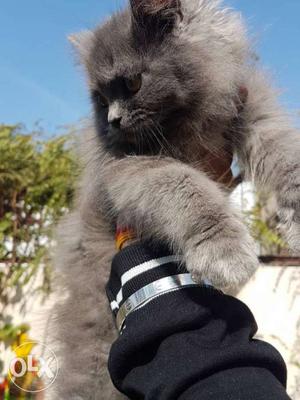 Persian Female Kitten for sale. Grey color,