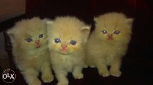 Persian Kittens, cute adorable 25 days old