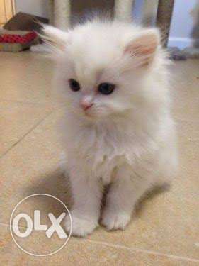 Persian Kitty / Persian cat 4k each,4 available