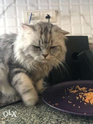 Persian cat..2 years old, male.. contact if